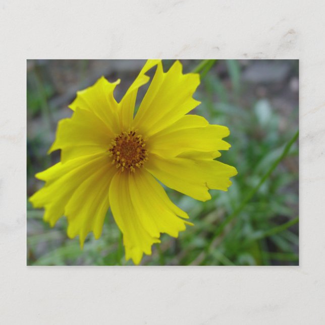 Carte Postale Coréopsis (Devant)