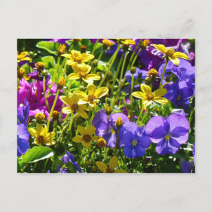 Carte Postale Coréopsis jaune et Violas pourpre Coloré Floral