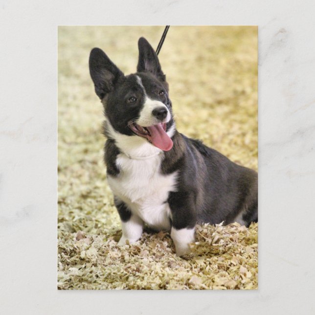 Carte Postale Corgi (Devant)