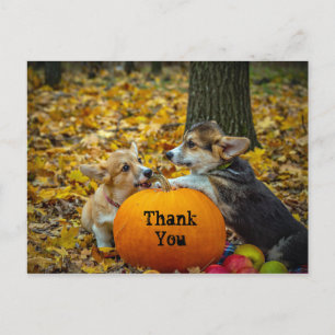 Carte Postale Corgi Chien Citrouille Automne Photo Merci