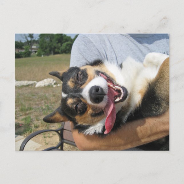 Carte Postale Corgi Chien mignon et souriant (Devant)
