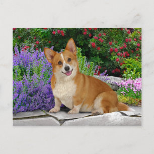 Carte Postale "Corgi Petite Joie"