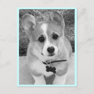 Carte Postale Corgi Puppy