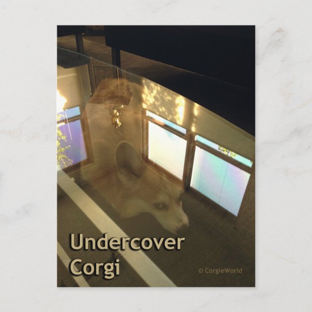 Carte postale Corgi sous-jacente (Devant)