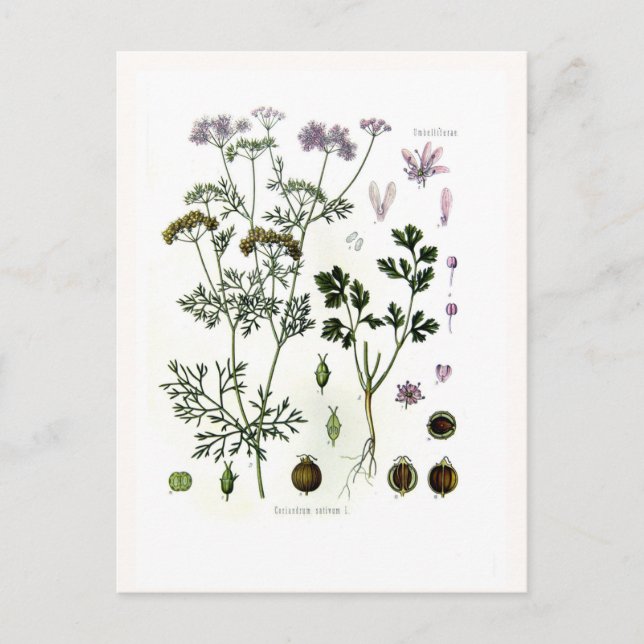Carte Postale Coriander (Devant)
