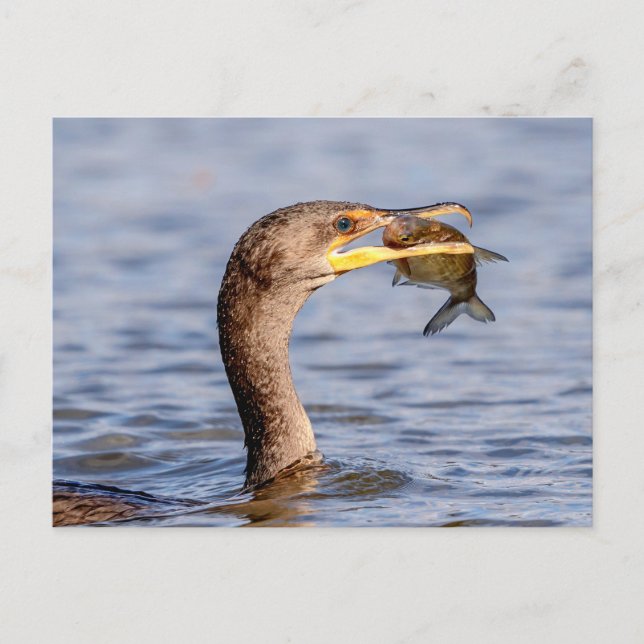 Carte Postale Cormoran avec un poisson (Devant)