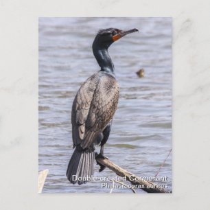 Carte Postale Cormorant à aigrettes