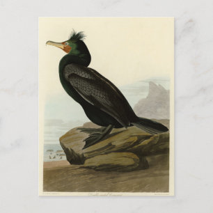 Carte Postale Cormorant à aigrettes Audubon Birds of America