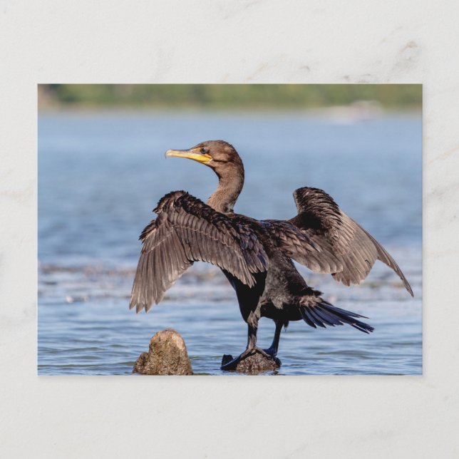 Carte Postale Cormorant à aigrettes sur le lac Champlain (Devant)