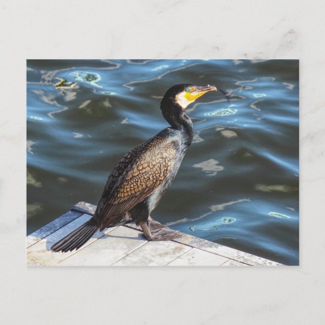 Carte Postale Cormorant à Cardiff Bay, Cardiff, Pays de Galles (Devant)