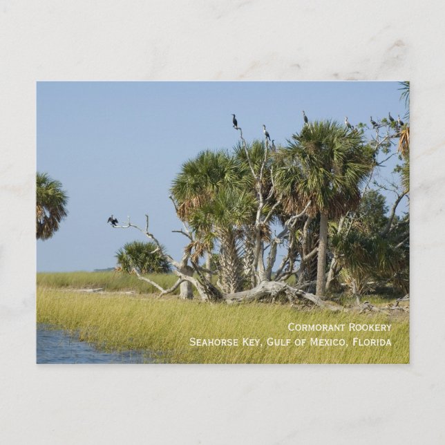 Carte postale Cormorant Rookery (Devant)