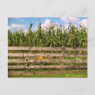Carte Postale Corn