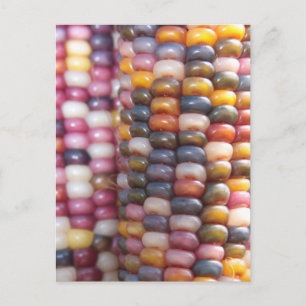 Carte Postale Corn indien