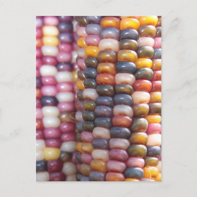 Carte Postale Corn indien (Devant)