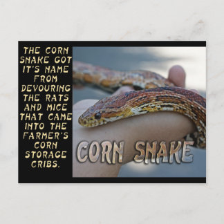 CARTE POSTALE CORN SNAKE