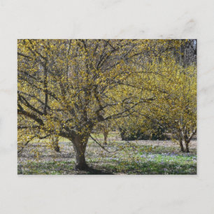 Carte Postale Corneille cerise Dogwood et la gloire de la neige
