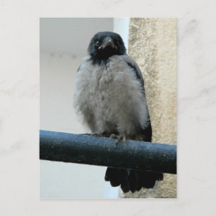 Carte Postale Corneille de bébé