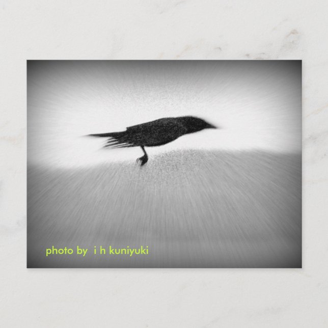 Carte Postale Corneille de discrétion (Devant)