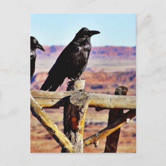 Carte Postale Corneilles Ravens Oiseaux Noirs (Devant)