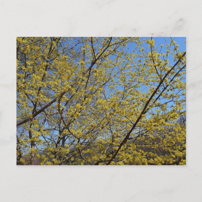 Carte Postale Cornelian Cherry (Devant)