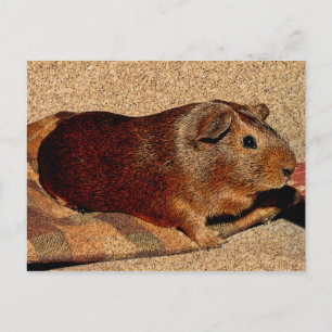 Carte Postale Corner Look Guinée Pig