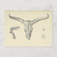 Cornes crâniennes de buffles d'eau