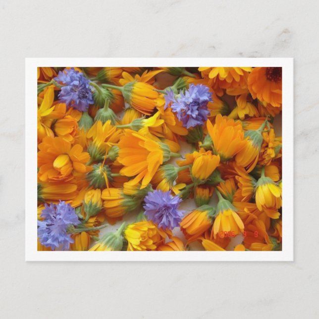 Carte Postale cornes et calendula (Devant)
