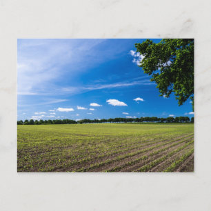 Carte Postale Cornfield au soleil