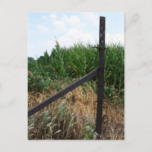 Carte Postale Cornfield Derrière La clôture