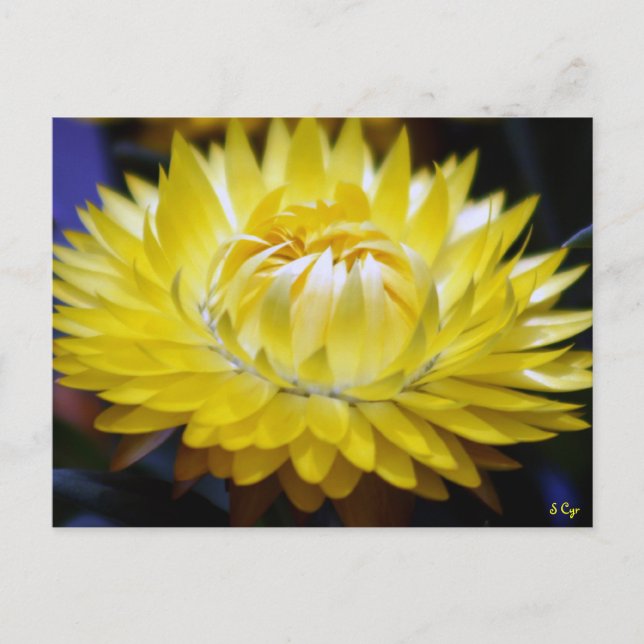 Carte Postale Cornflower jaune (Devant)