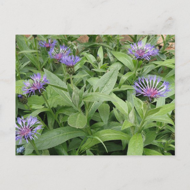 Carte postale Cornflowers (Devant)