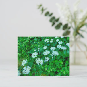Carte Postale Cornus sanguinea