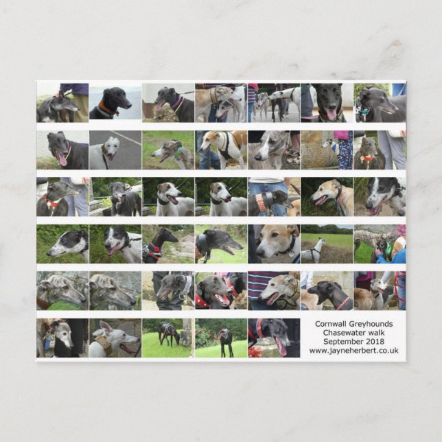 Carte Postale Cornwall Greyhounds - sept 2018 (Devant)