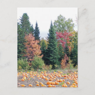 Carte Postale Correctif citrouille
