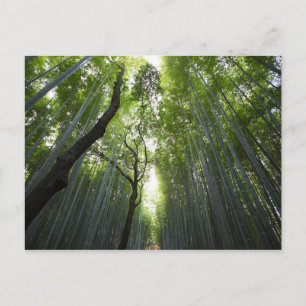 Carte Postale Corridor de bambou