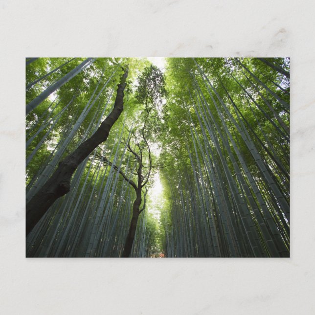 Carte Postale Corridor de bambou (Devant)