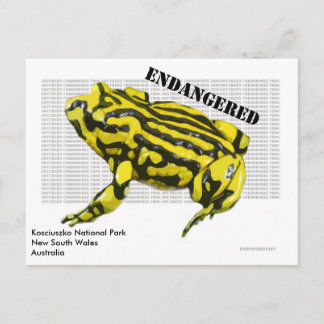 Carte Postale Corroboree Frog Parc national Kosciuszko
