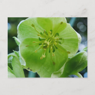 Carte postale Corse Hellebore Flower