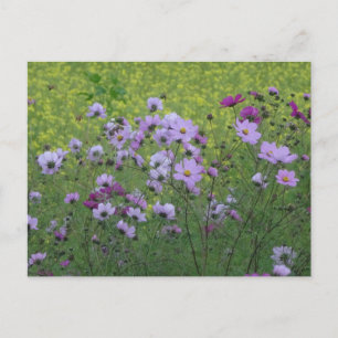 Carte Postale Cosmea Fleurs sauvages et colza Champ DO-IT-YOURSE