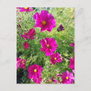 carte postale cosmos