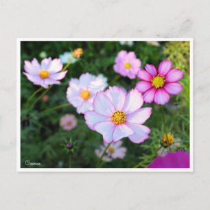 Carte Postale Cosmos [Carte postale]