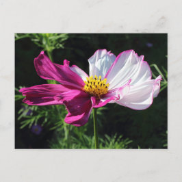 Carte Postale Cosmos Deux Tons, Bute Park, Cardiff, Pays de Gall