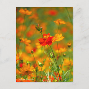Carte Postale Cosmos d'or [Carte postale]