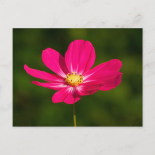 Carte Postale Cosmos roses