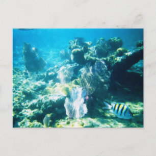 Carte Postale Costa Maya
