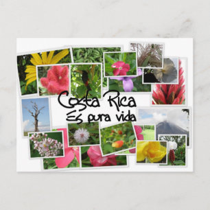 Carte Postale Costa Rica es Pura Vida !