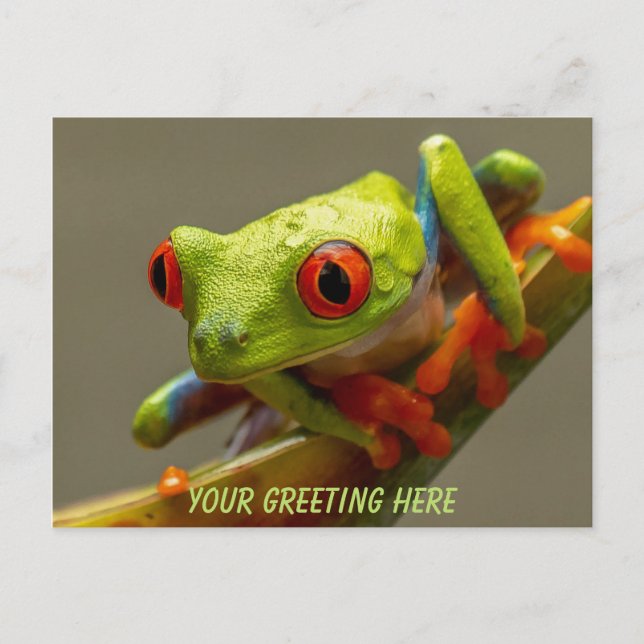 Carte Postale Costa Rica Grenouille à yeux rouges personnalisée (Devant)