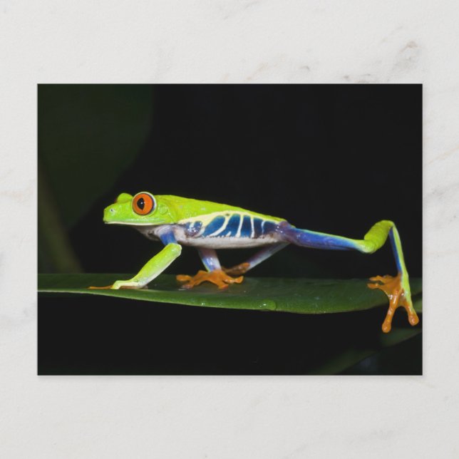 Carte Postale Costa Rica, Grenouille aux yeux rouges (Agalychnis (Devant)