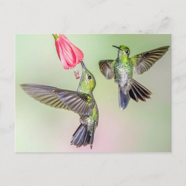 Carte Postale Costa Rica Hummingbird Couple Volant Ensemble (Devant)