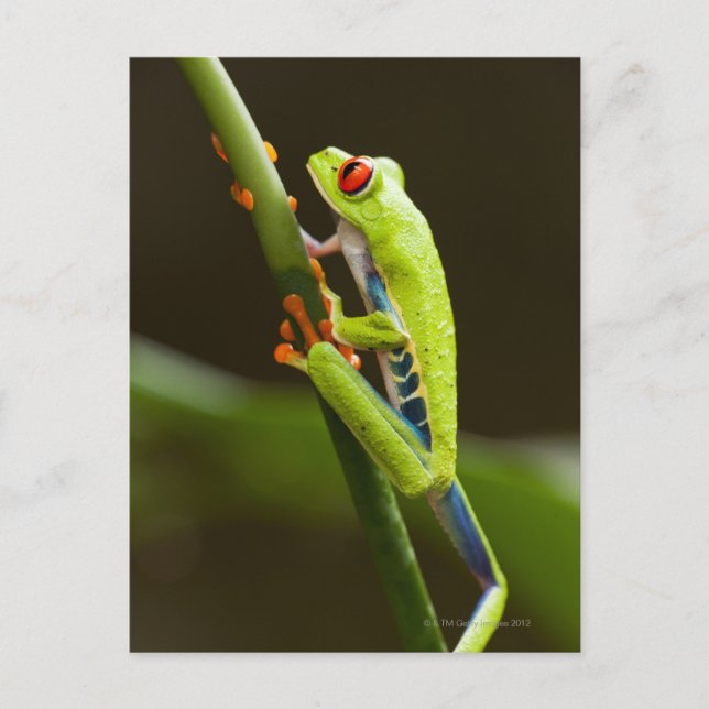 Carte Postale Costa Rica, Monteverde, Grenouille des arbres roug (Devant)